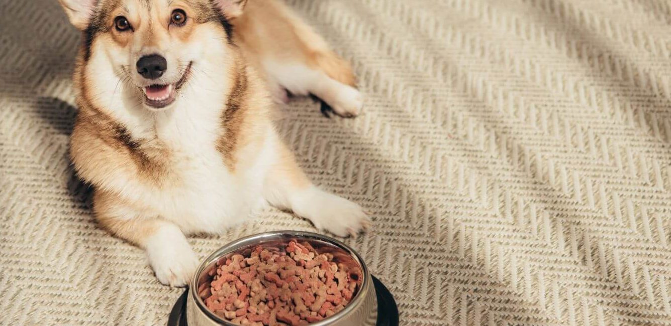How to Keep Your Dog Hydrated