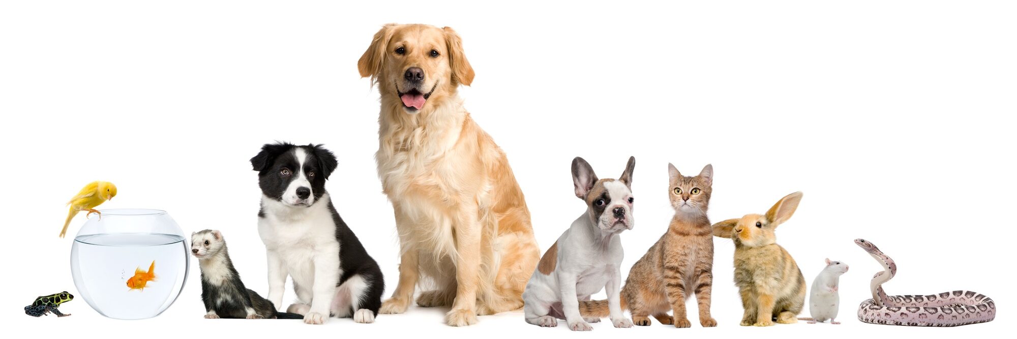 Group of pets sitting in front of white background