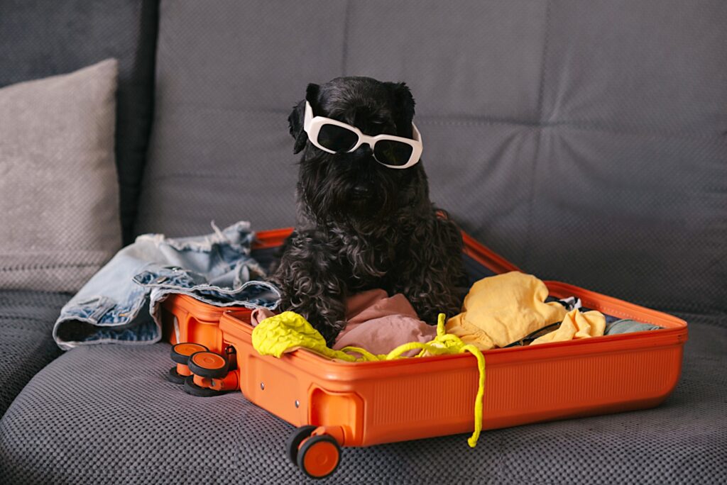 Rover vs Professional Pet Sitting: What Pet Owners Need to Know Before Booking!