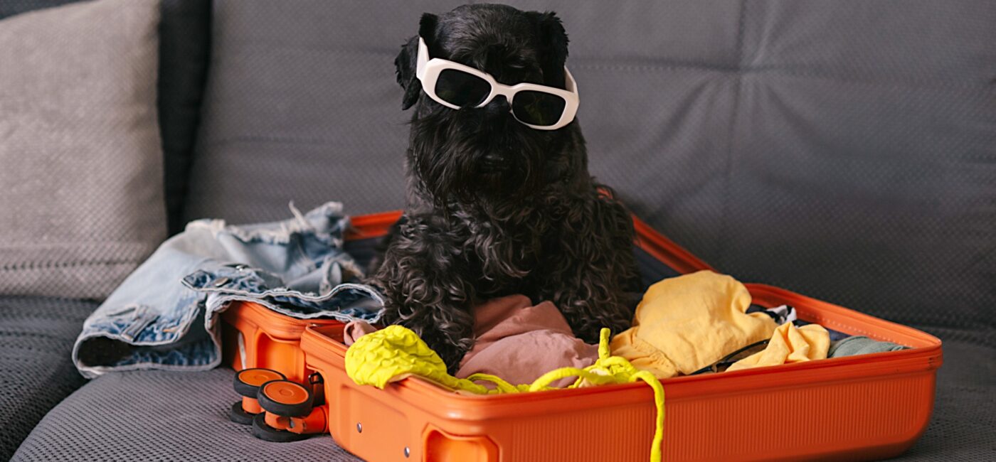 Rover vs Professional Pet Sitting: What Pet Owners Need to Know Before Booking!